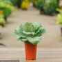 Ornamental Cabbage – Pigeon Red – 4.5″ Pot